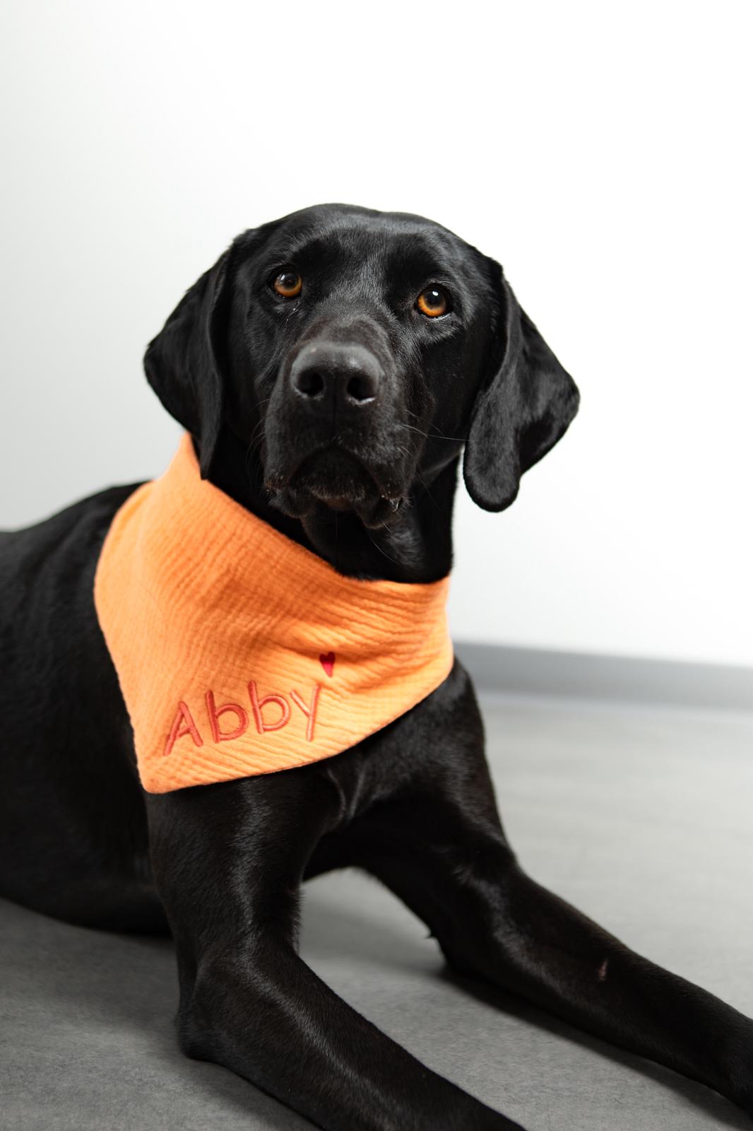 Therapiehund1